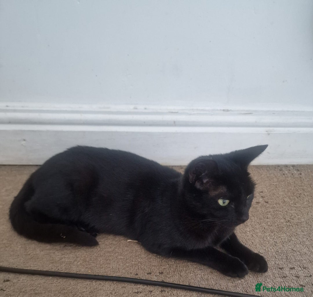 Mixed Breed cats for sale: Female friendly cat looking for new home - Image 1