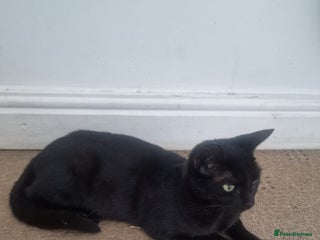 Mixed Breed cats - Advert 7