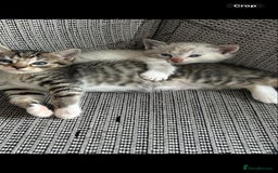 Ragdoll cats for sale: ONE BOY LEFT  Ragdoll cross kittens for sale  - Image 9