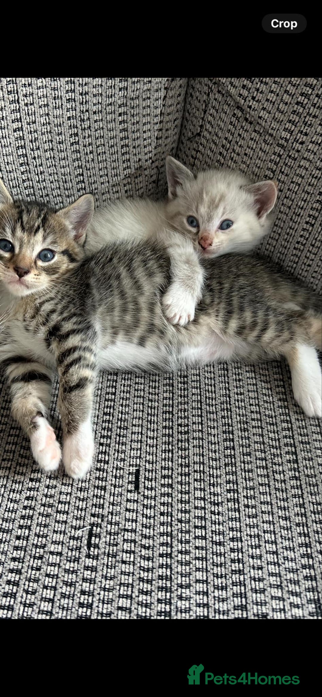 Ragdoll cats for sale: ONE BOY LEFT  Ragdoll cross kittens for sale  - Image 9