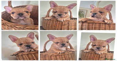 French Bulldog dogs - Advert 15