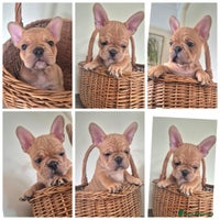 French Bulldog dogs - Advert 4