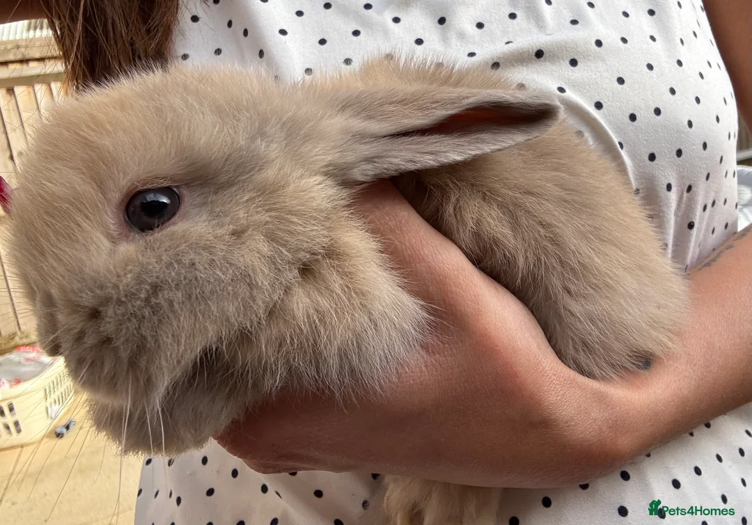 Mini Lop rabbits for sale: Stunning Mini Lop Bunnies in Tunbridge Wells - Advert 18