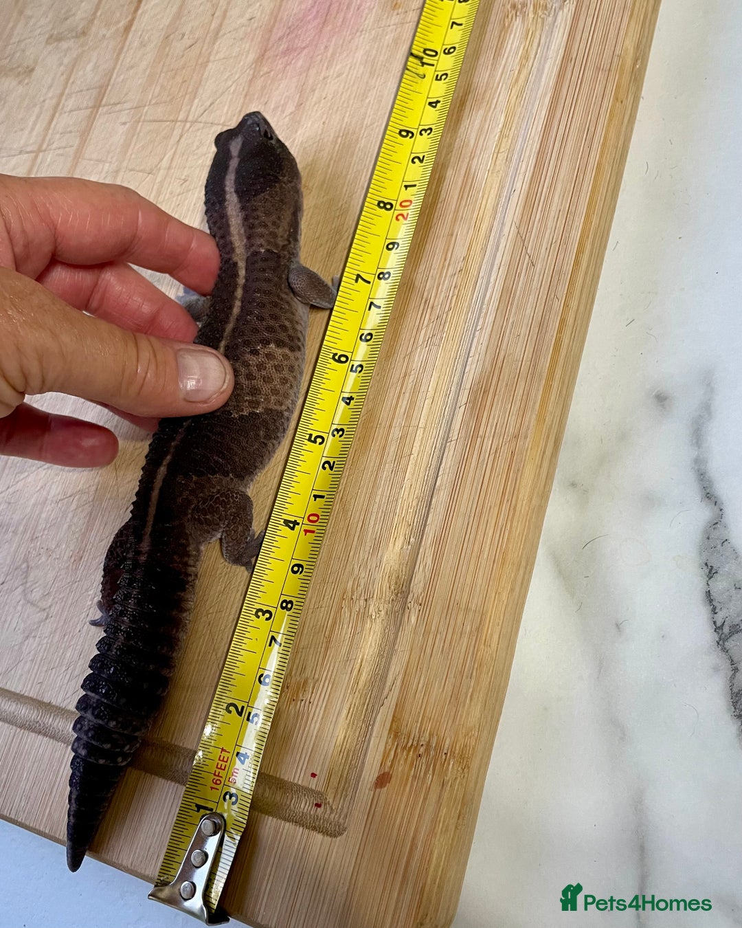 Gecko reptiles for sale: Breeding pair of African Fat Tailed Geckos  - Image 6