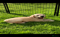 Golden Retriever dogs for sale: KC Reg'd Golden Retriever Puppy ICT DNA clear  - Image 6