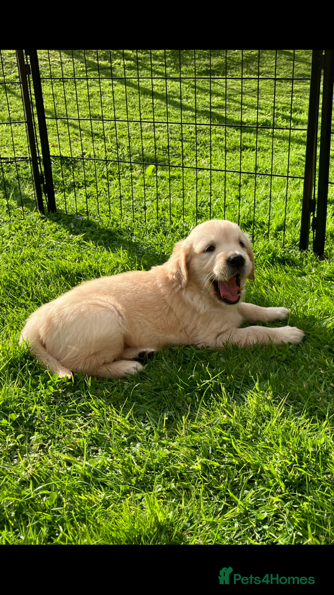 Golden Retriever dogs for sale: KC Reg'd Golden Retriever Puppy ICT DNA clear  - Image 6