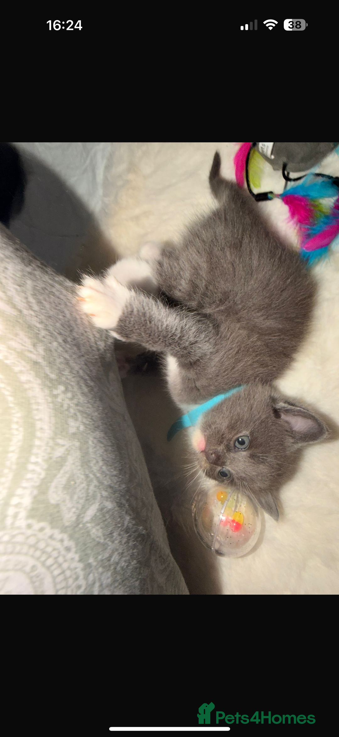 Ragdoll cats for sale: Ragdoll mix kitten - 5 Boys - Advert 24