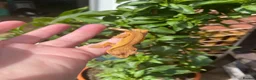 Gecko reptiles for sale: Crested Gecko Babies - Advert 11