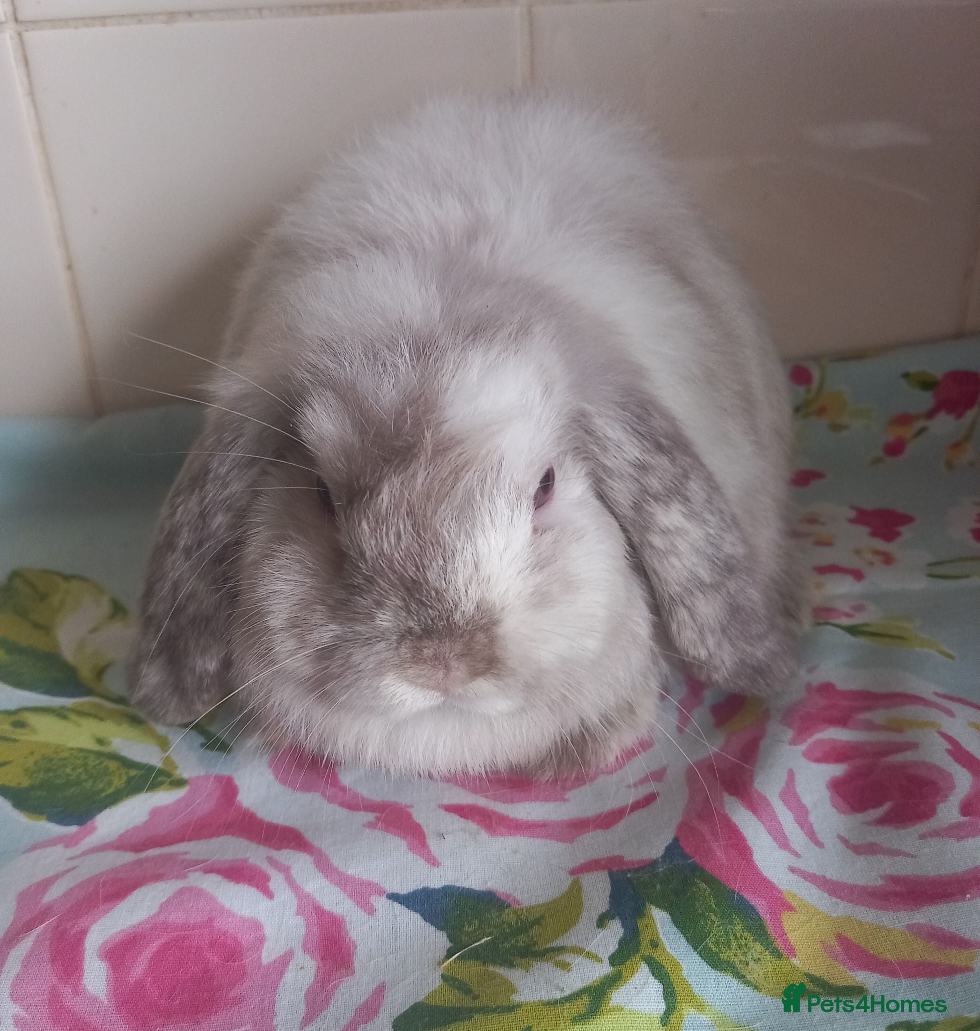 Mini Lop rabbits Pedigree Mini Lops - Advert 2