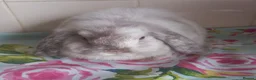 Mini Lop rabbits for sale: Pedigree Mini Lops in Tamworth - Advert 2
