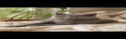 British Shorthair cats for sale: British Shorthair Kittens - Advert 2