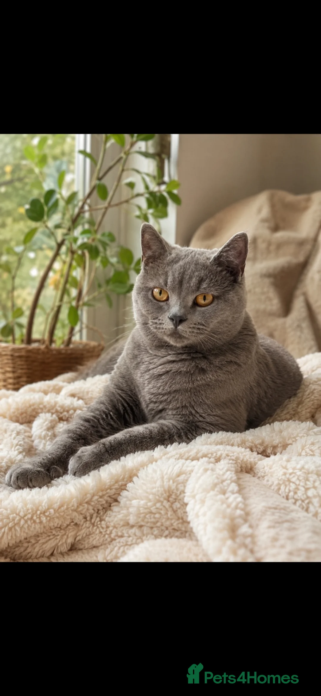 British Shorthair cats for sale: British Shorthair Kittens - Advert 2