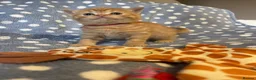 Mixed Breed cats for sale: British Shorthair Cross Kittens for Sale 🐾 - Advert 16