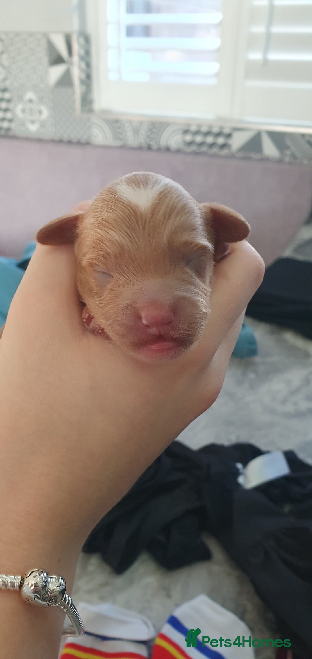 Cockapoo dogs for sale: Top quality F1b Toy Cockapoo puppies - Advert 20