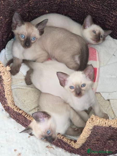 Siamese cats Beautiful Purebred Siamese Kittens for Sale  - Advert 1