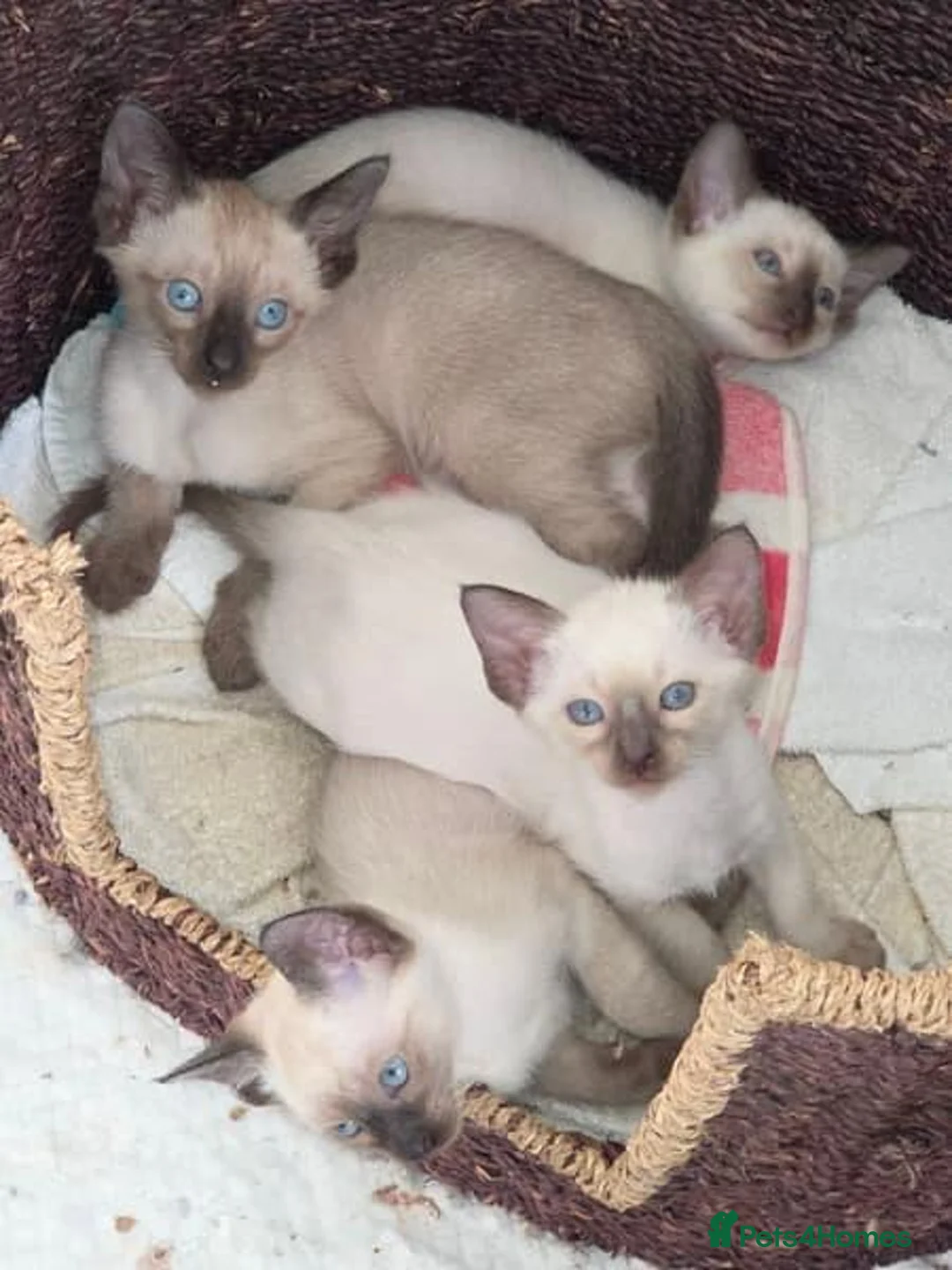 Siamese cats for sale: Beautiful Purebred Siamese Kittens for Sale  in Leeds - Advert 1