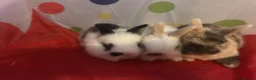 Mixed Breed rabbits for sale: 3 Mini lion lops  - Advert 5