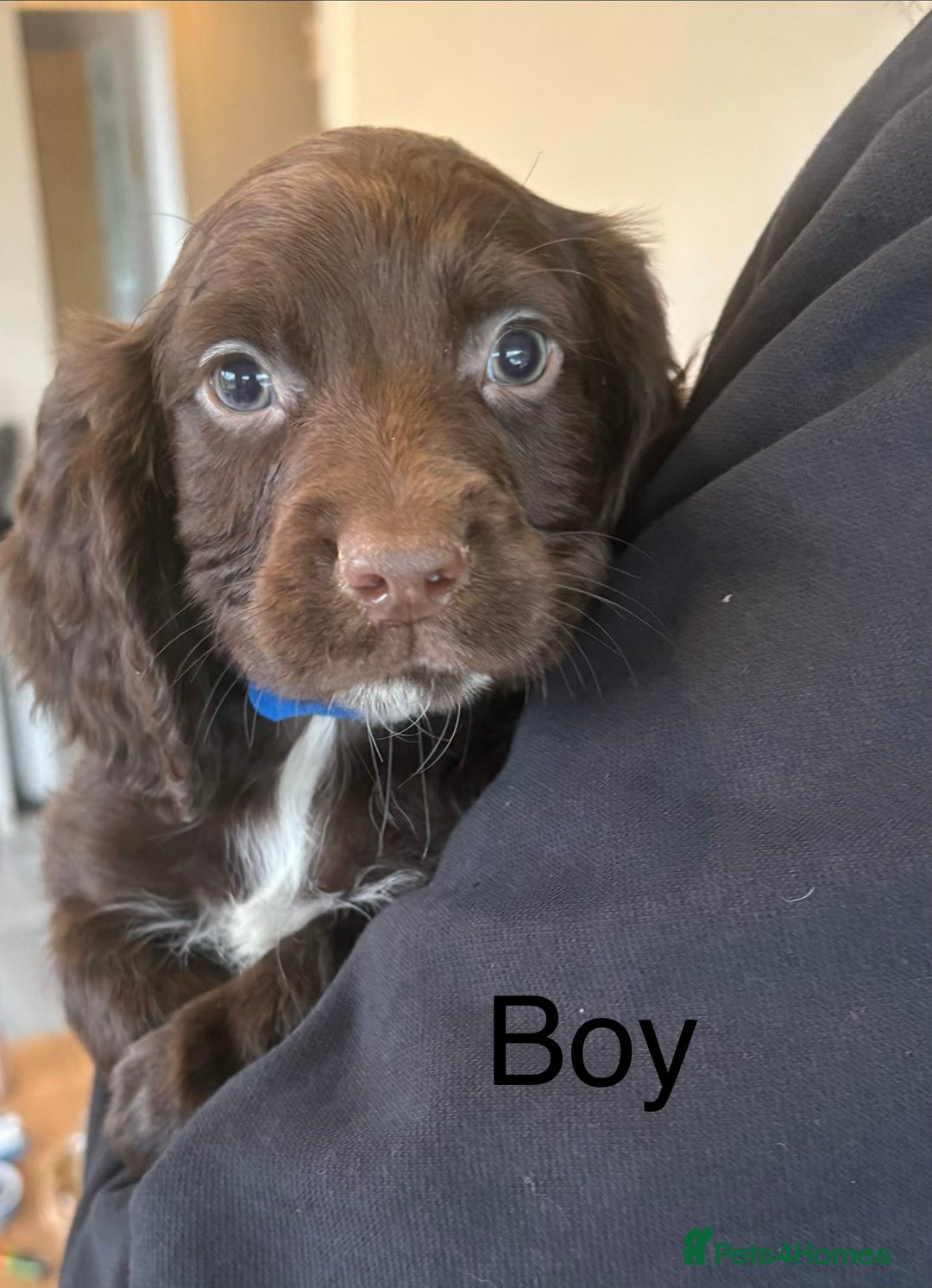 Sprocker dogs for sale: Beautiful Sprocker Puppies  - Advert 8