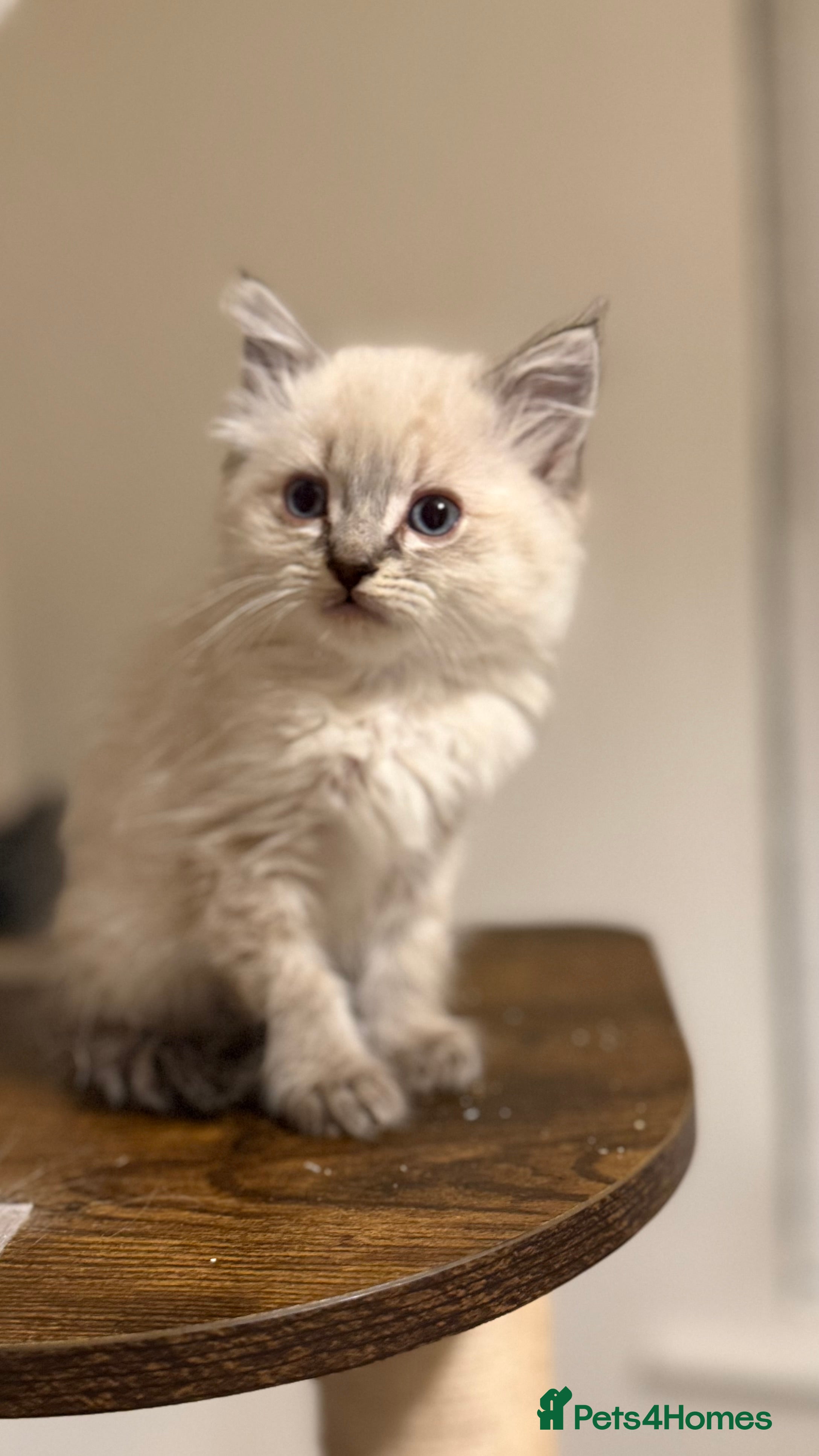 Ragdoll cats Beautiful ragdoll kitten  - Advert 1