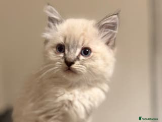 Ragdoll cats Beautiful ragdoll kitten - Advert 3