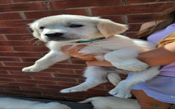 Golden Retriever dogs for sale: Adorable Golden Retriever Puppies - Image 11