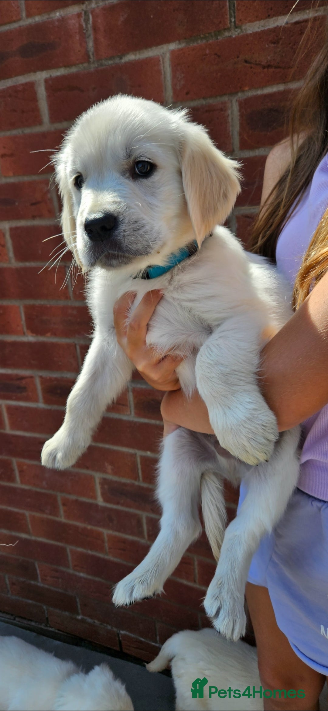 Golden Retriever dogs for sale: Adorable Golden Retriever Puppies - Image 11