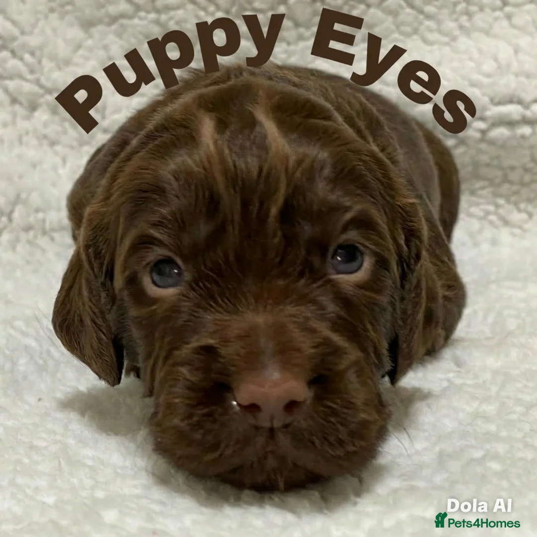 Cocker Spaniel dogs for sale: Working cocker spaniels - Advert 3