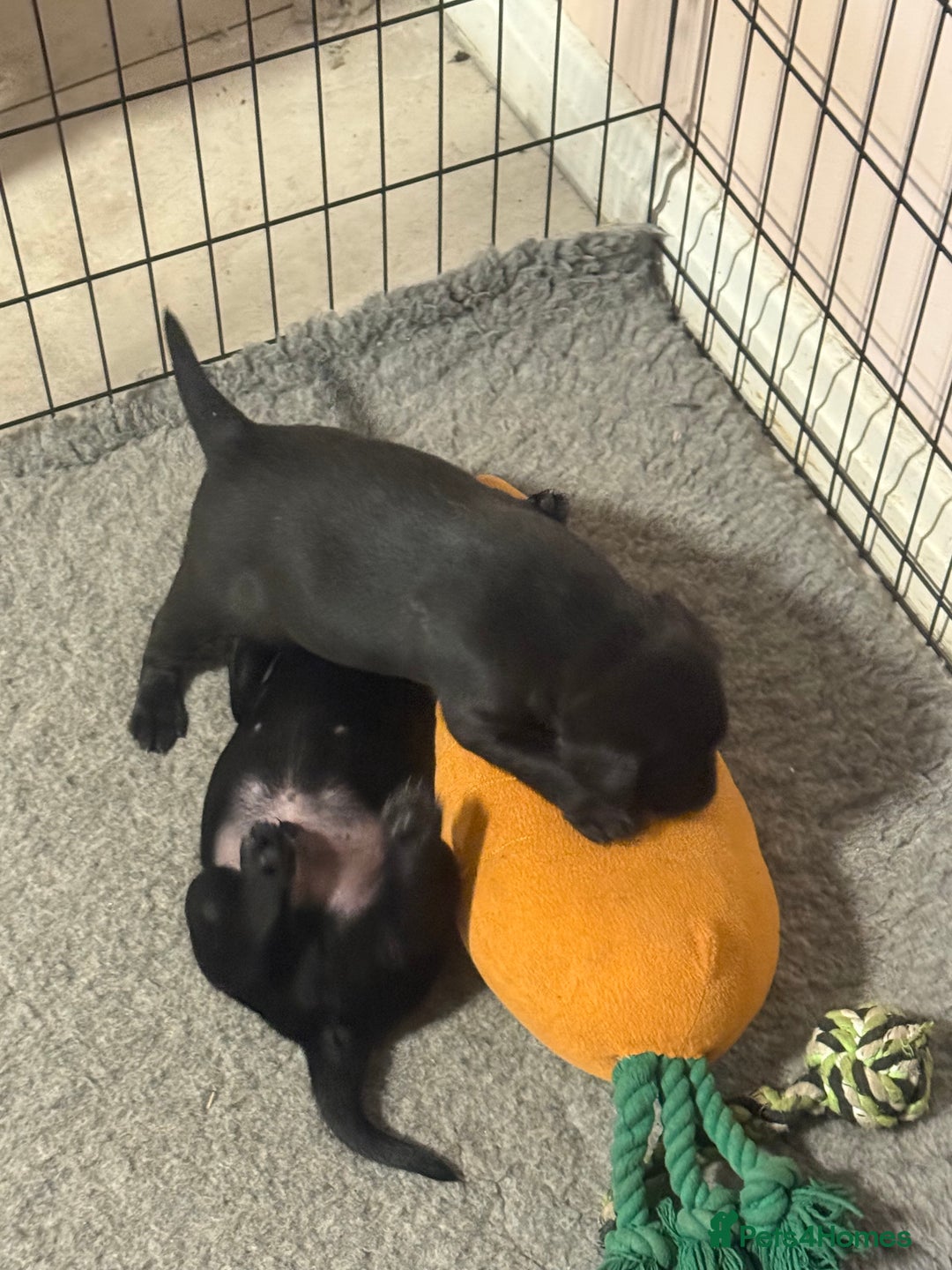 Labrador Retriever dogs for sale: Labeador pups - Advert 7