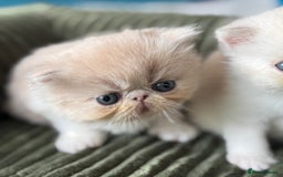 Exotic cats for sale: Superb GCCF Exotic kittens Health Tested parents - Image 4