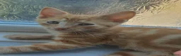 Mixed Breed cats for sale: Kittens - Advert 4