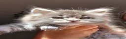 Maine Coon cats for sale: Maine coon kittens  - Advert 5