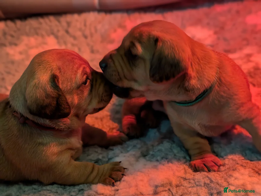 Mixed Breed dogs for sale: * Last Girl *Beautiful girl Dachshund x pug - Advert 2