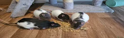 Rat rodents for sale: 4 Female Fancy Rats and Complete Setup  - Advert 13