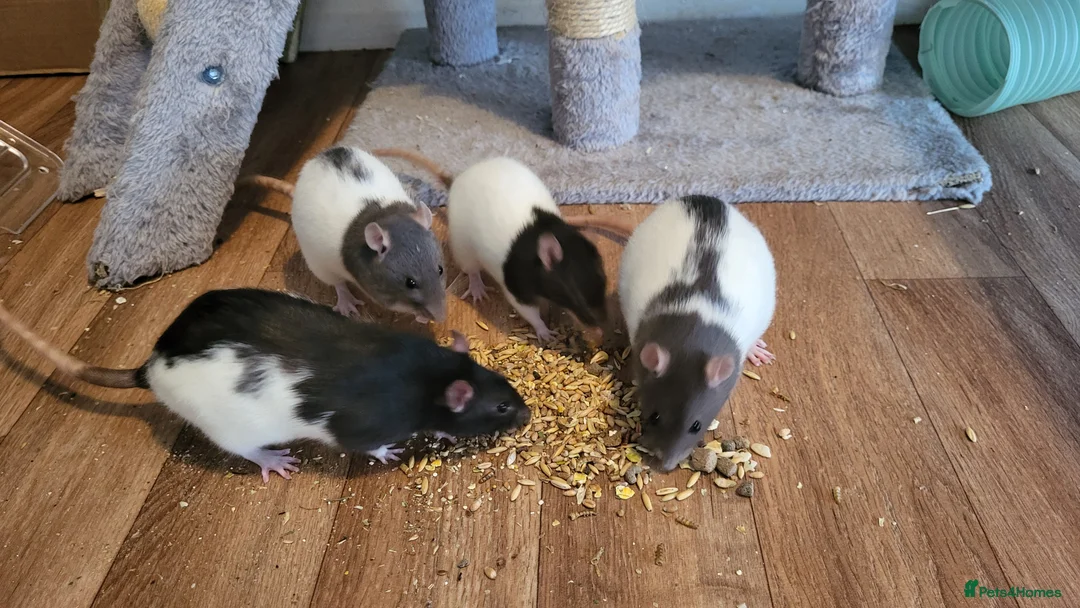 Rat rodents for sale: 4 Female Fancy Rats and Complete Setup  - Advert 13