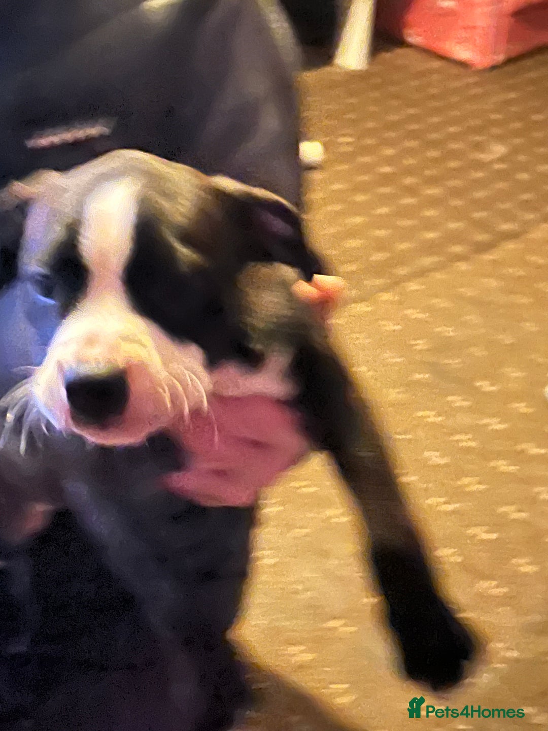 Mixed Breed dogs for sale: Staff x American bully male puppy  - Advert 11