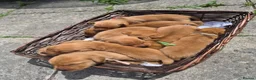Labrador Retriever dogs for sale: Fox red labs for sale - Advert 4