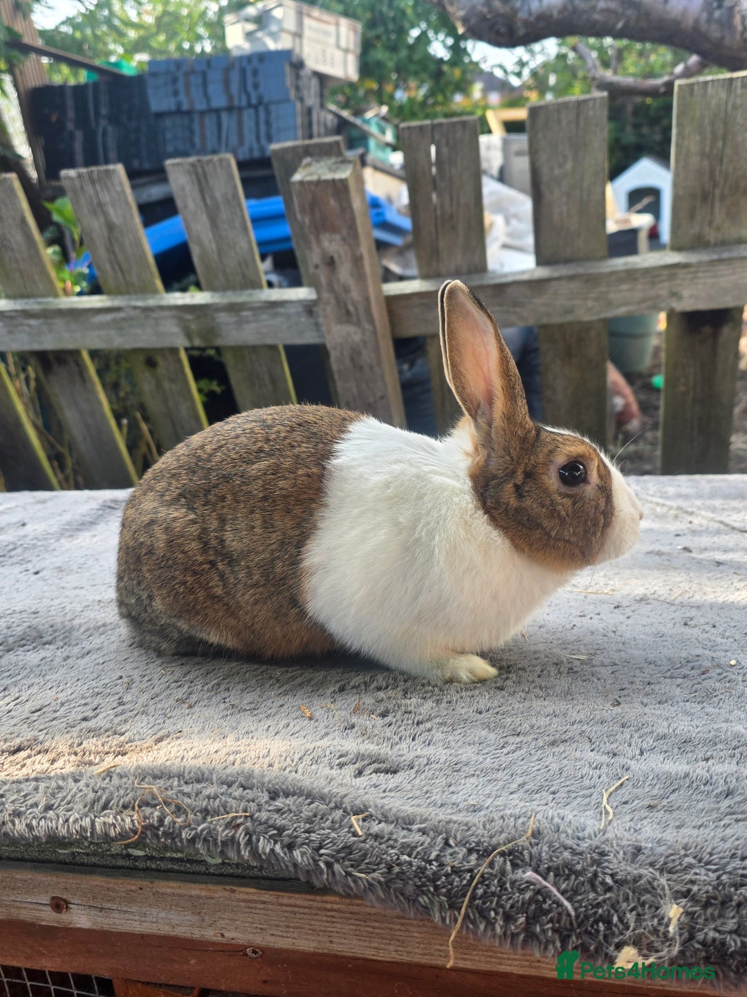 Mixed Breed rabbits for sale: Rabbits - Image 4