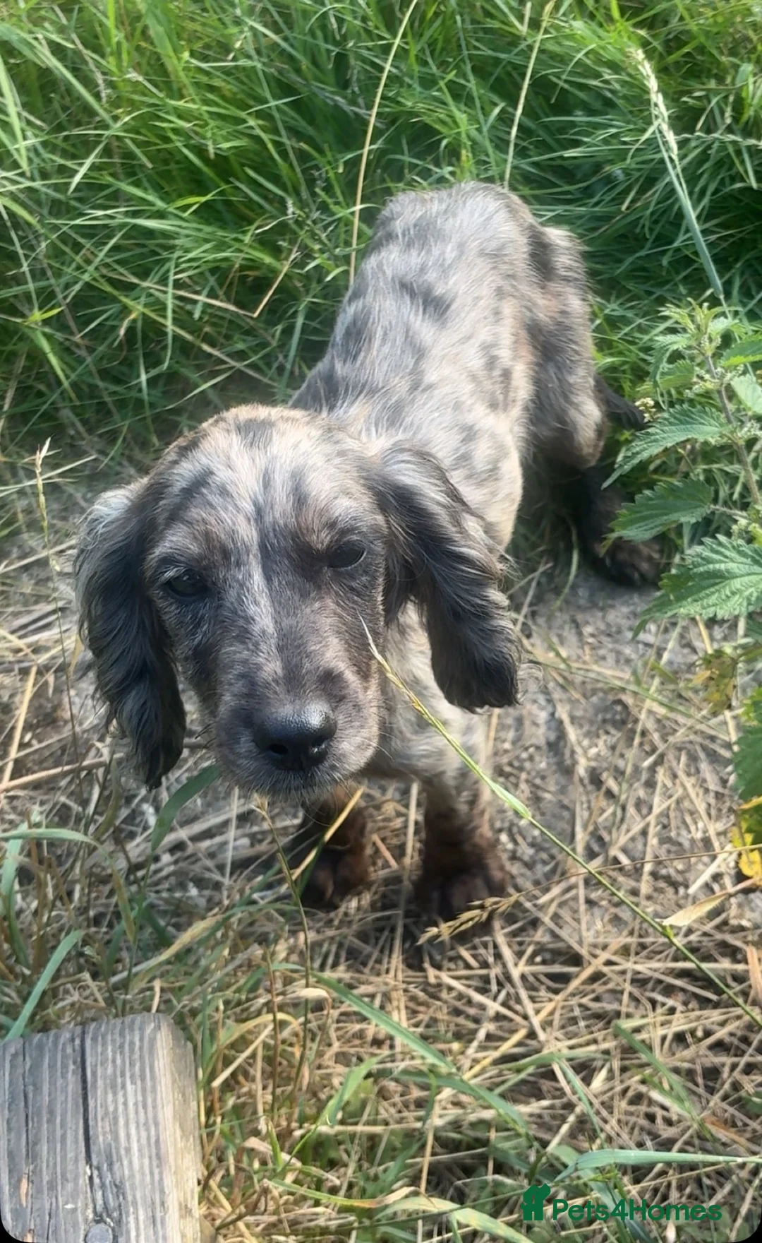 Cocker Spaniel dogs for sale: Four month old cocker spaniel female - Advert 4
