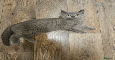 British Shorthair cats - Advert 7