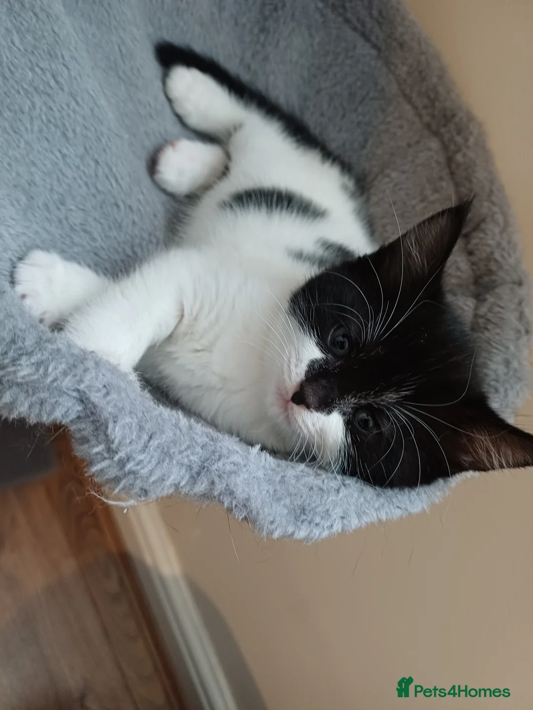 Mixed Breed cats for sale: Lovely kittens  - Advert 4