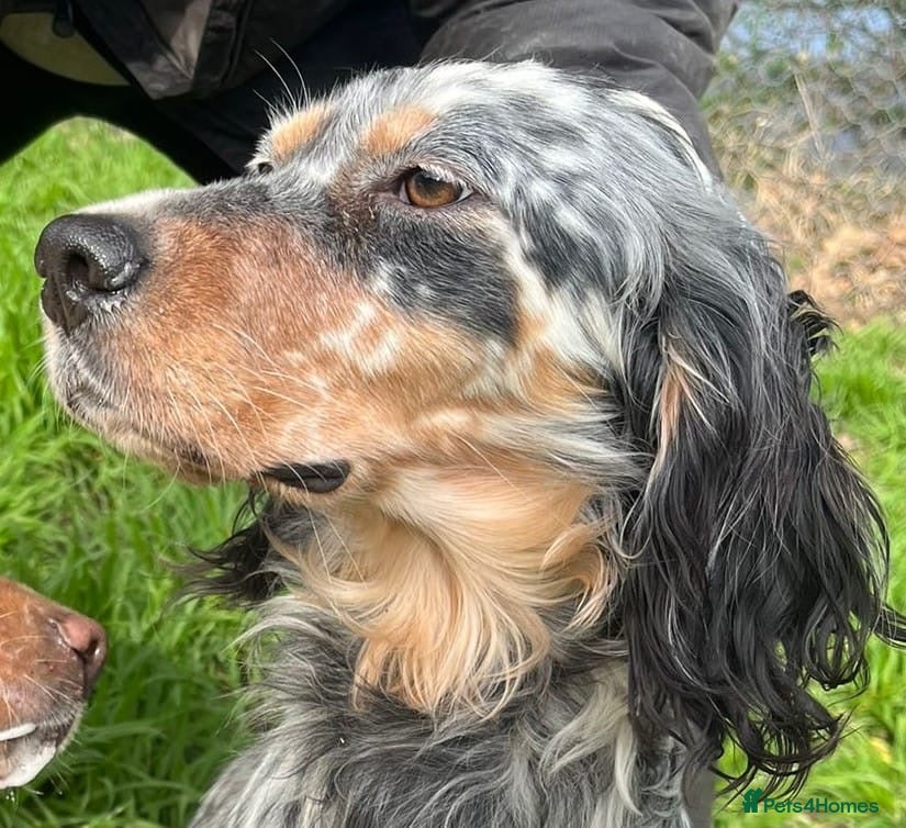 English Setter dogs Lucera  - Advert 1