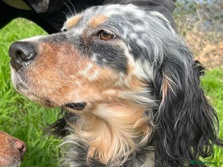 English Setter dogs Lucera - Advert 1