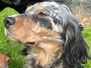 English Setter dogs Lucera - Advert 4