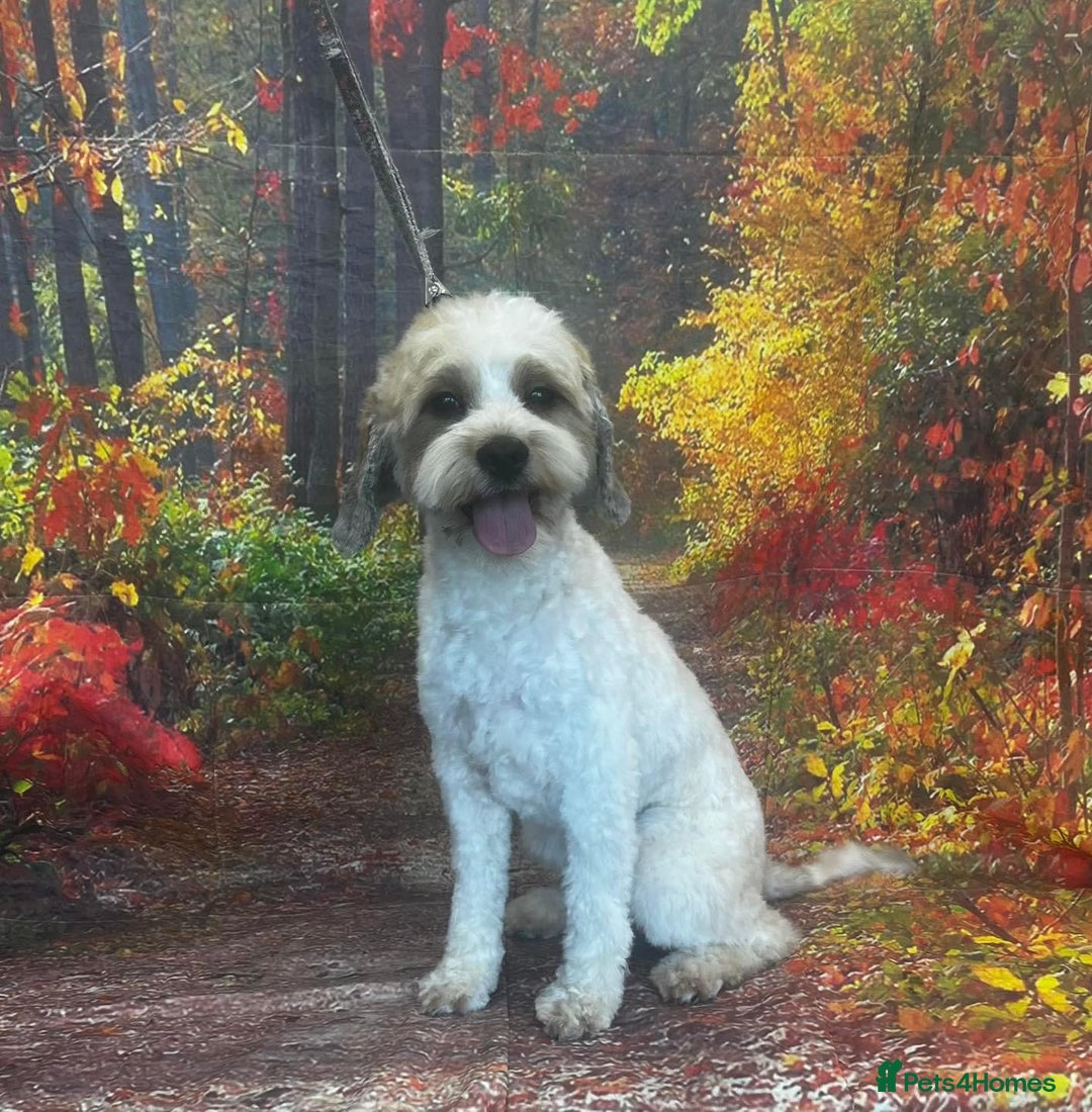 Mixed Breed dogs for sale: Shih Szu cross - Image 2
