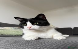 Ragdoll cats for sale: Boy Ragdoll for sale - Image 3