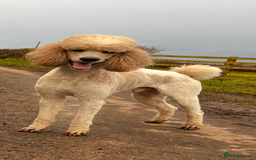 Bernedoodle dogs for sale: Tri Bernedoodle boys and girls  - Advert 17