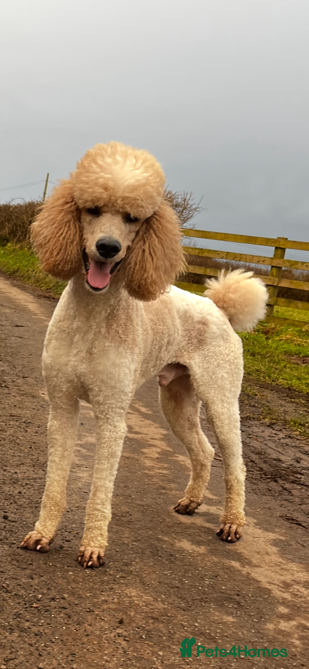 Bernedoodle dogs for sale: Tri Bernedoodle boys and girls  - Advert 17