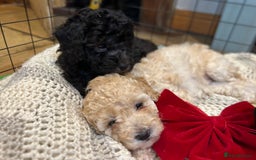 Toy Poodle dogs for sale: TOY POODLE PUPPIES 2 GIRLS 1 BOY LEFT - Image 4
