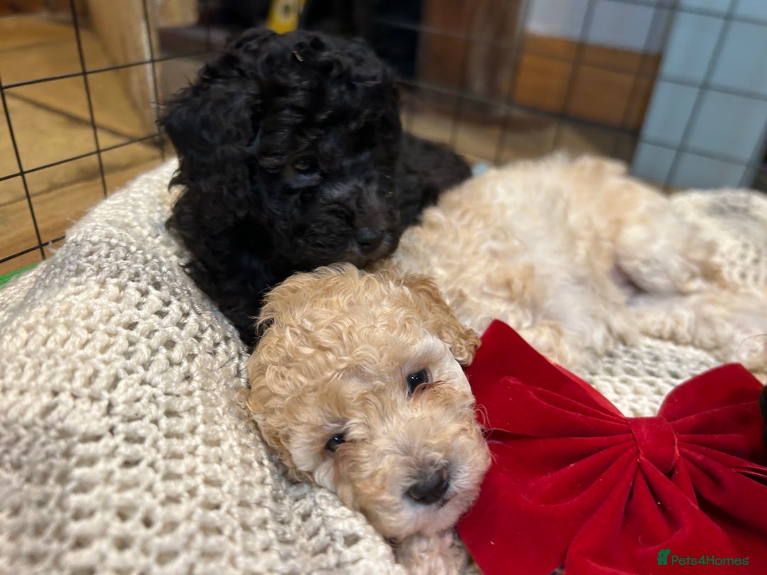 Toy Poodle dogs for sale: TOY POODLE PUPPIES 2 GIRLS 1 BOY LEFT - Image 4