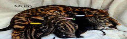 Bengal cats for sale: Tica register Bengal Kittens 😸  - Advert 5